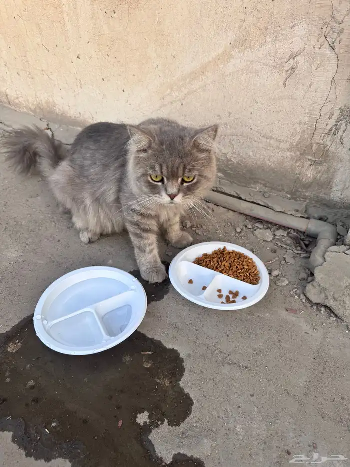 حصلت قط ضايع 0