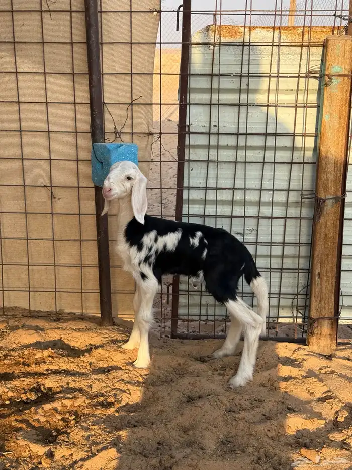 رخل نجديه صنف داغور 1