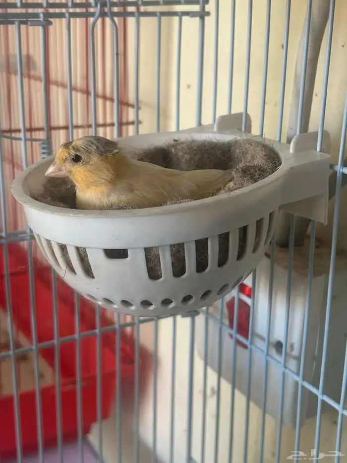 انثى كناري جزريه كرست (( تم البيع )) 0