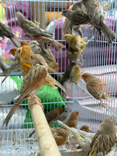 كناري اوروبي - جملة و فرادي index