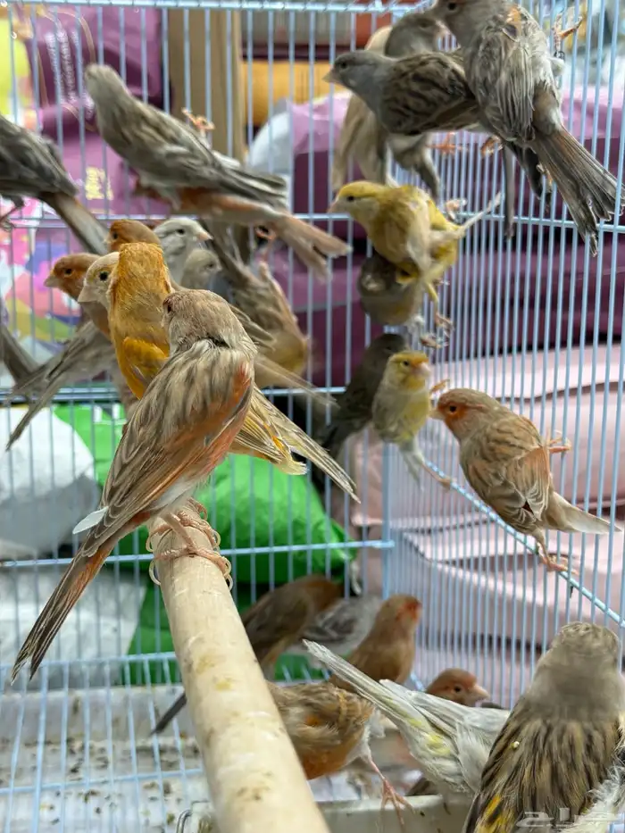 كناري اوروبي - جملة و فرادي 0