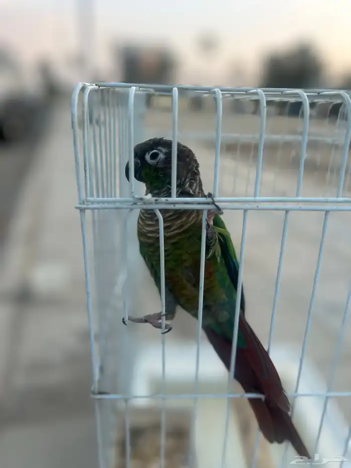 كنيور قرين شك 2