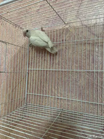 للبيع انثى روز منتجه index