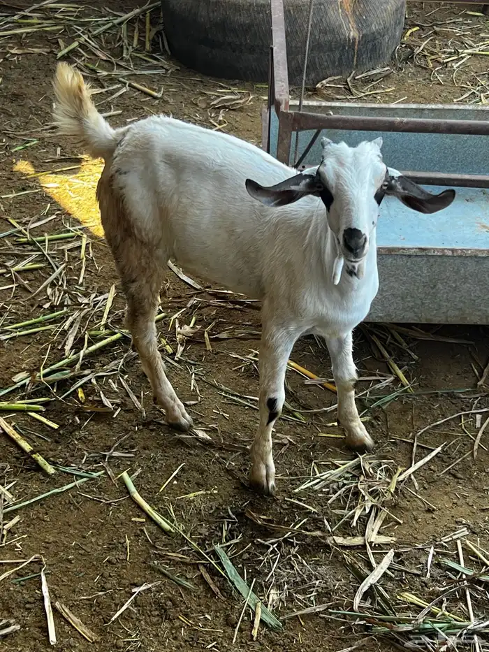 مشروع فحل بيشي 1