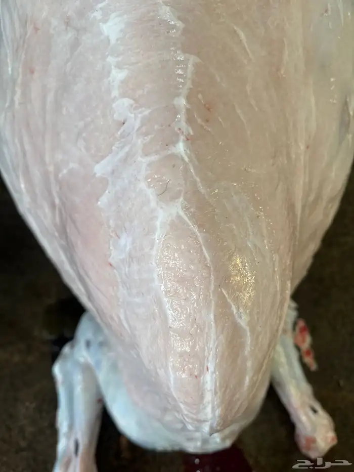 لباني شرط والطعم تحدي والسعر حكاية 2