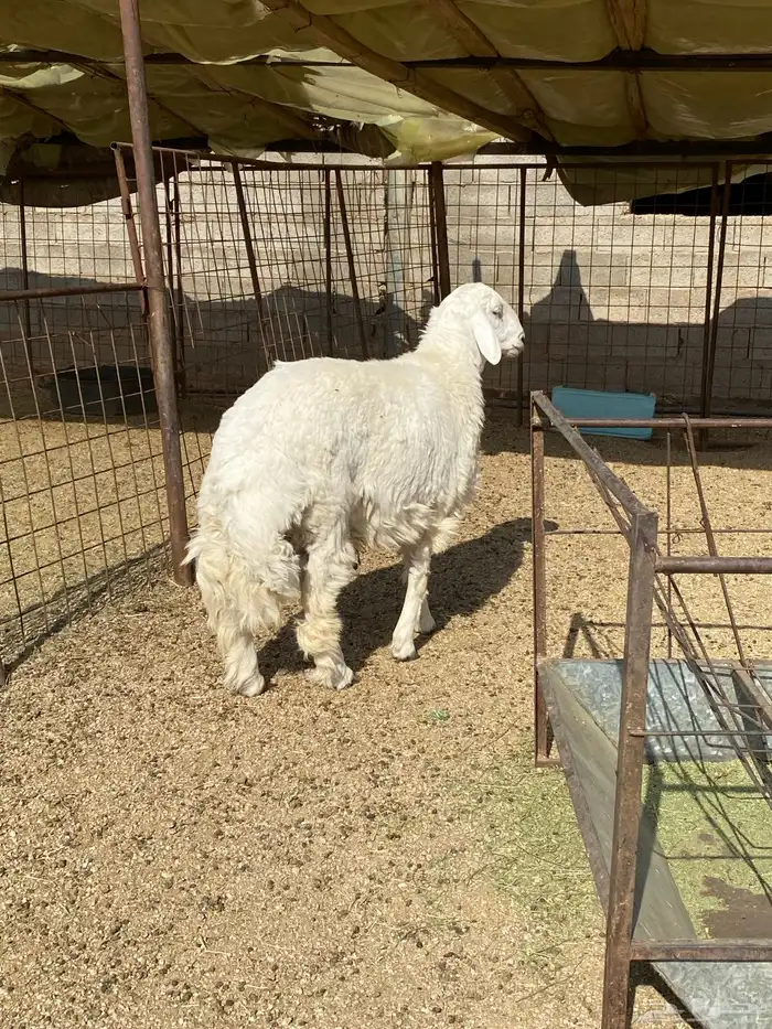 خروف حري جبر جذع 1