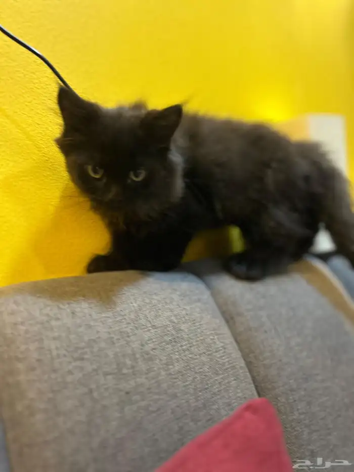 قطوتين للبيع 38