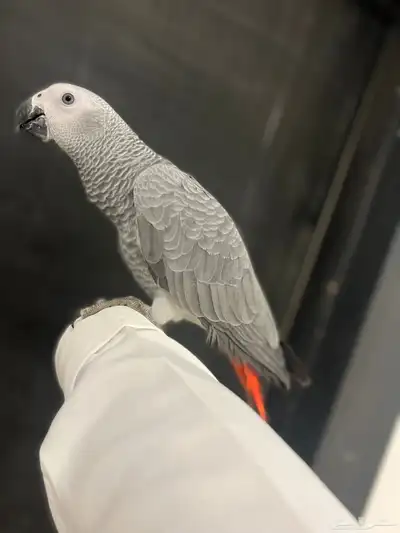 فرخ كاسكو ثلجي index