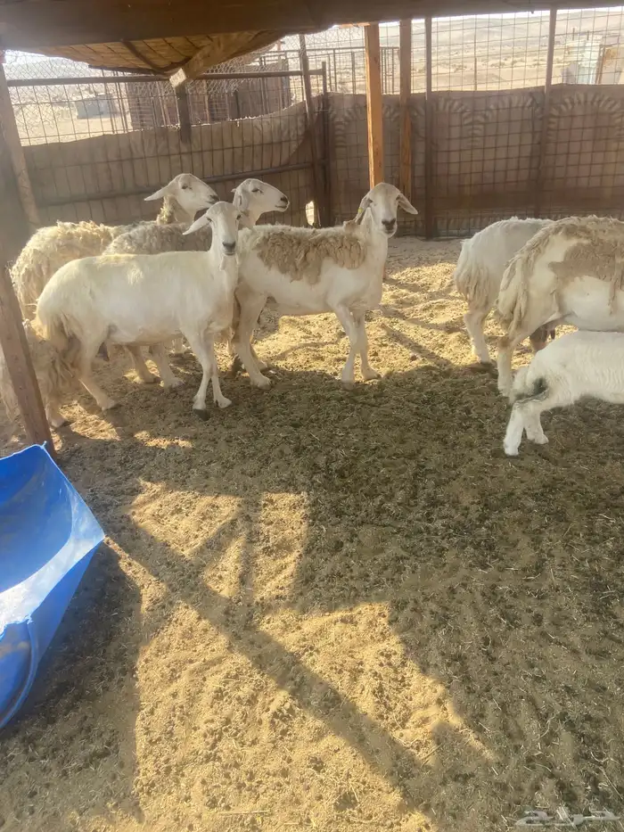 ضان مراح واحد. طيبات. 4