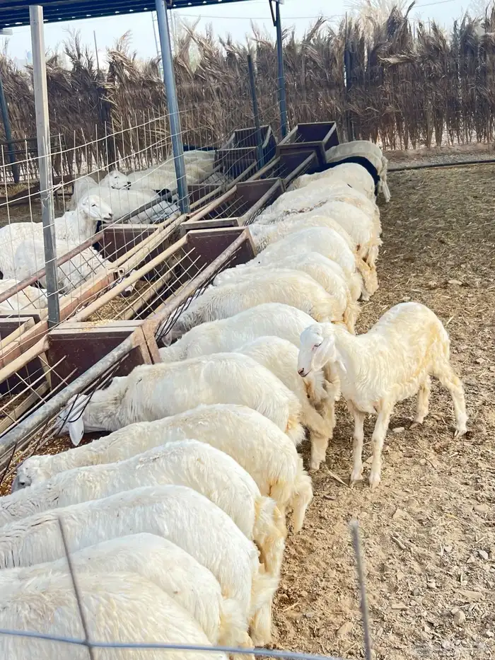 ذبايح للبيع 13