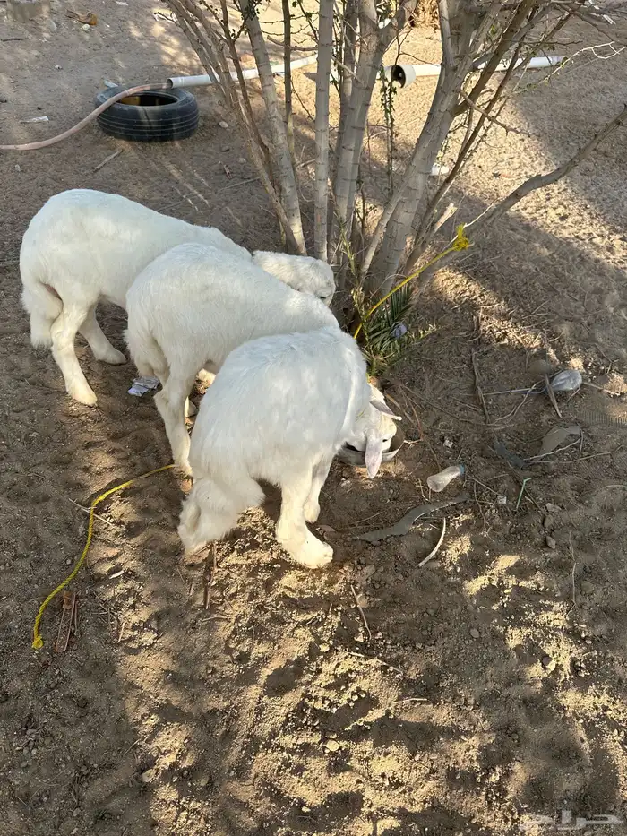 ثلاث رخال طيبه 2