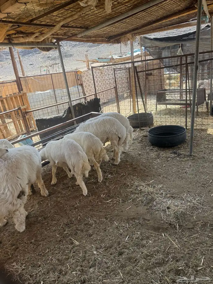 طليان. والتيوس ذبايح. 32