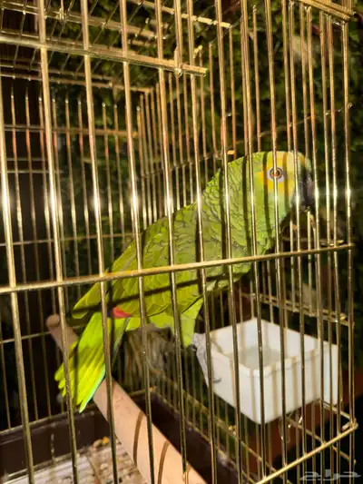 طير امزوني للبيع index