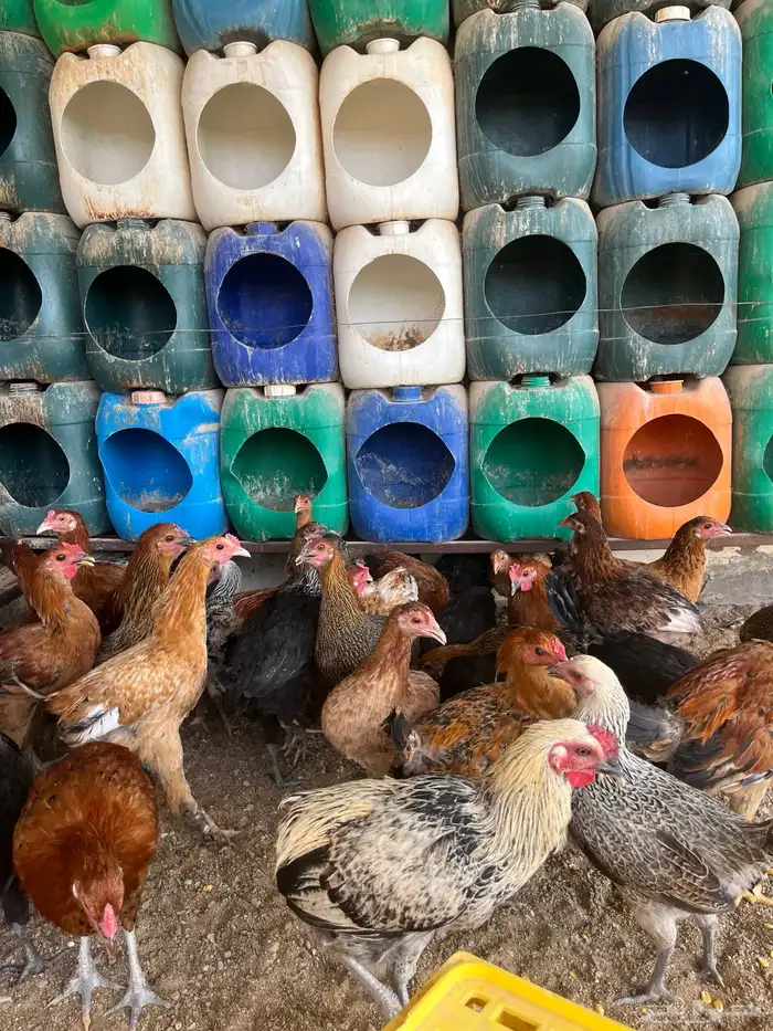 دجاج وديكه 7 اشهور 2