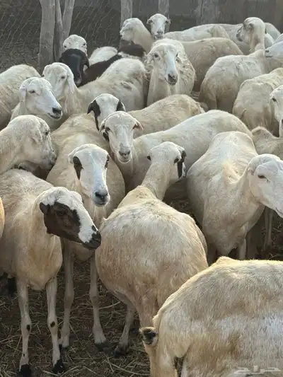 ضان قرايب مراح واحد index