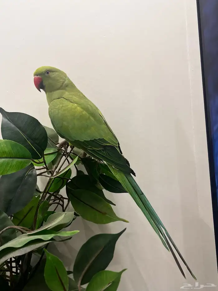 ببغاء الدره للبيع 3