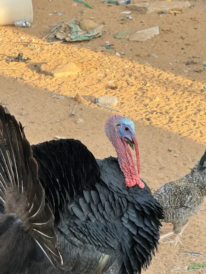 دجاج رومى و وز عراقي 5