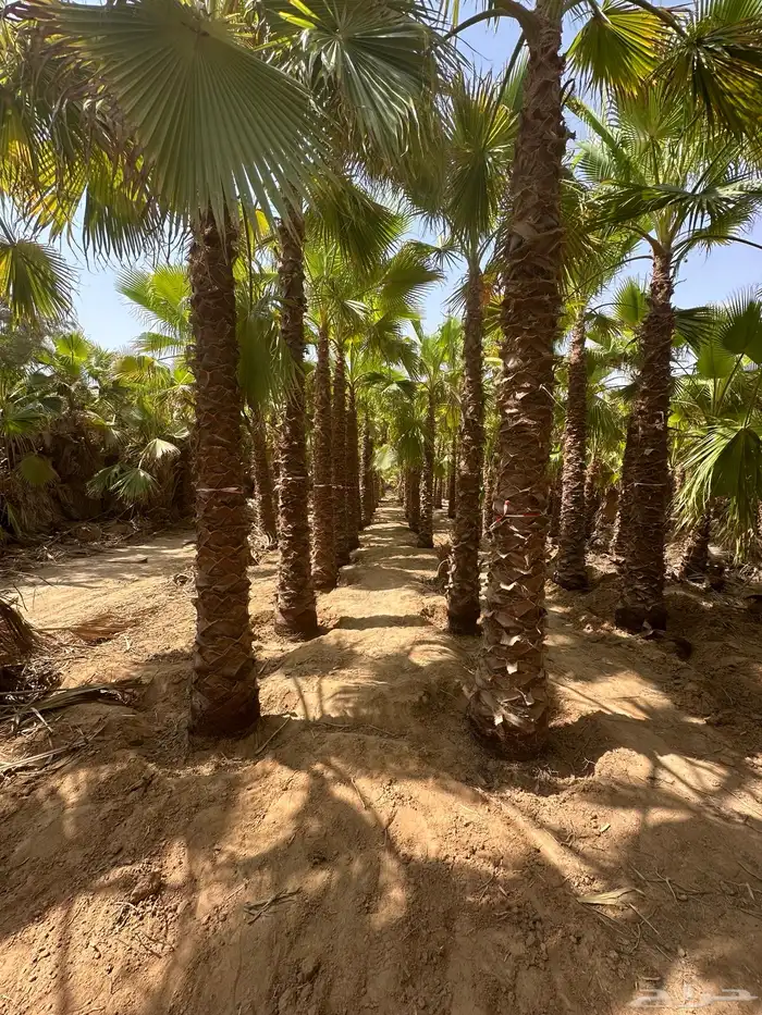 نخل امريكي واشنطني 1