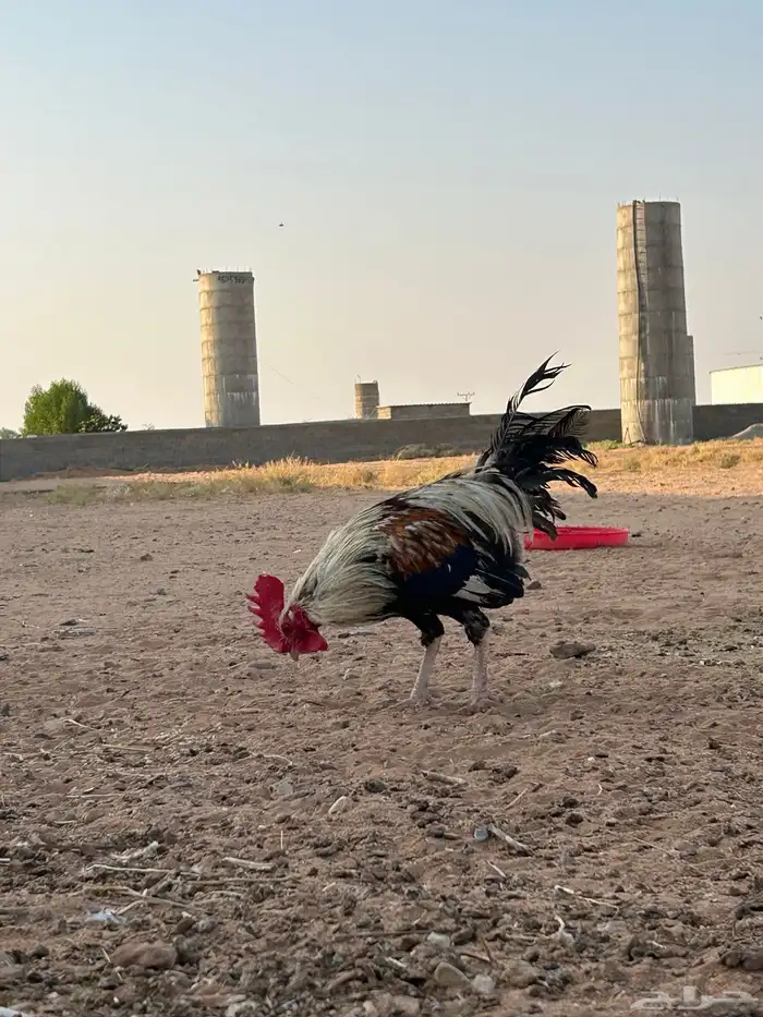 السلام عليكم دجاج بلدي للبيع 6