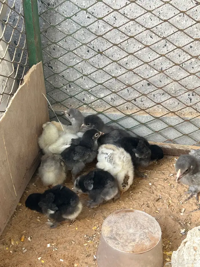 صوص براهما 1