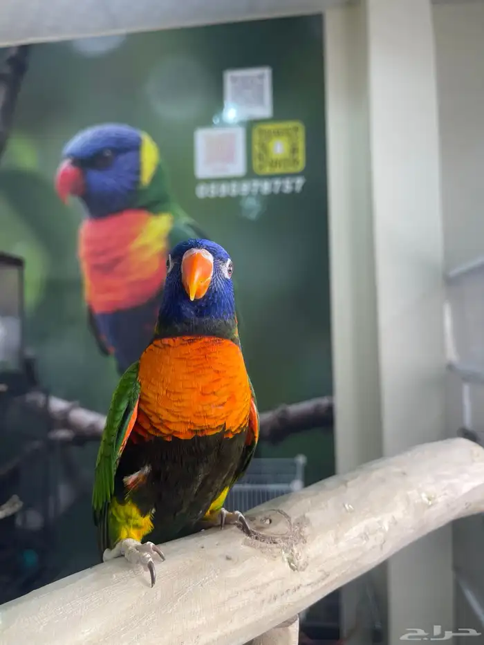 انثى لوري اليفه و منتجه تم البيع 6