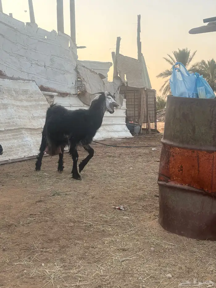لبيع عنز عارضيه ااصل تحتها جفرتين 12