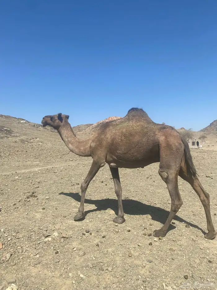 اعرض لكم ناقه خلفه تحتها بكره البكره عازلها عن امها مطوله 2