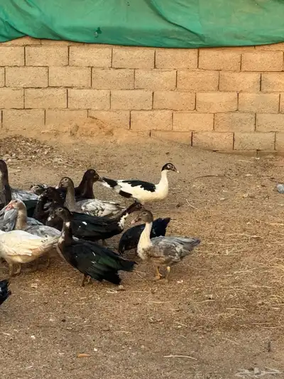 ذكور بط مسكوفي index