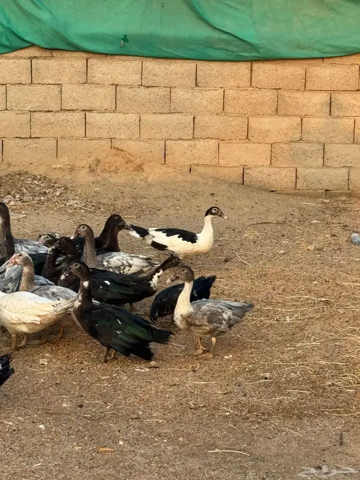 ذكور بط مسكوفي 0