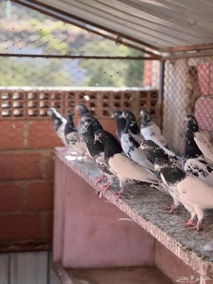 حمام بكستاني تيدي(تم البيع ) 4