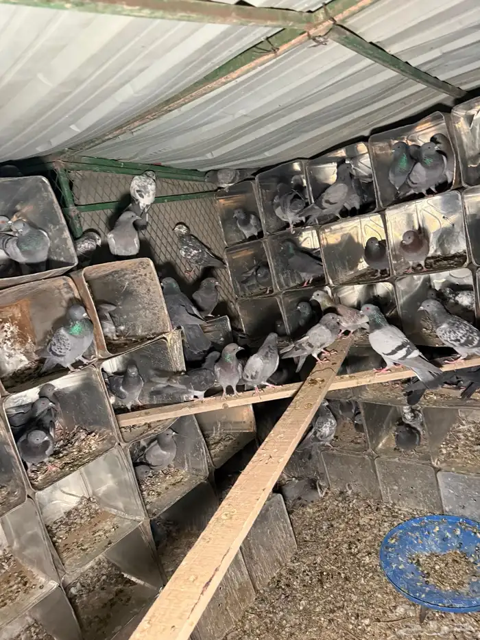 حمام خضاري سوادي 2