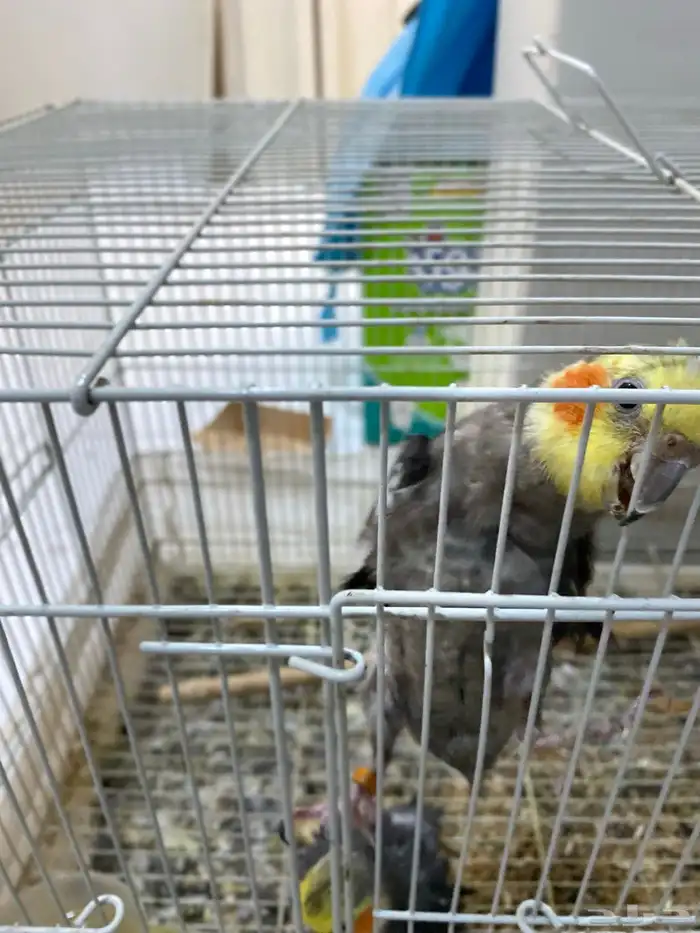 3 طيور كروان 1