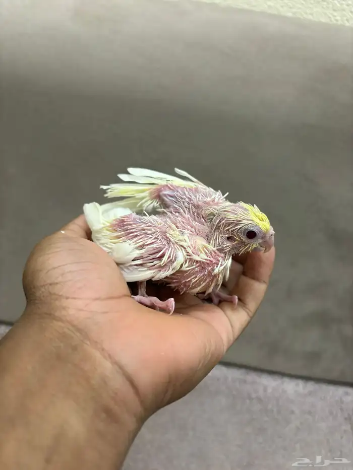 فروخ كروان البينو و لاتينو 2