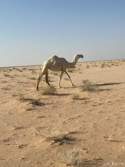 بكره لقيه index