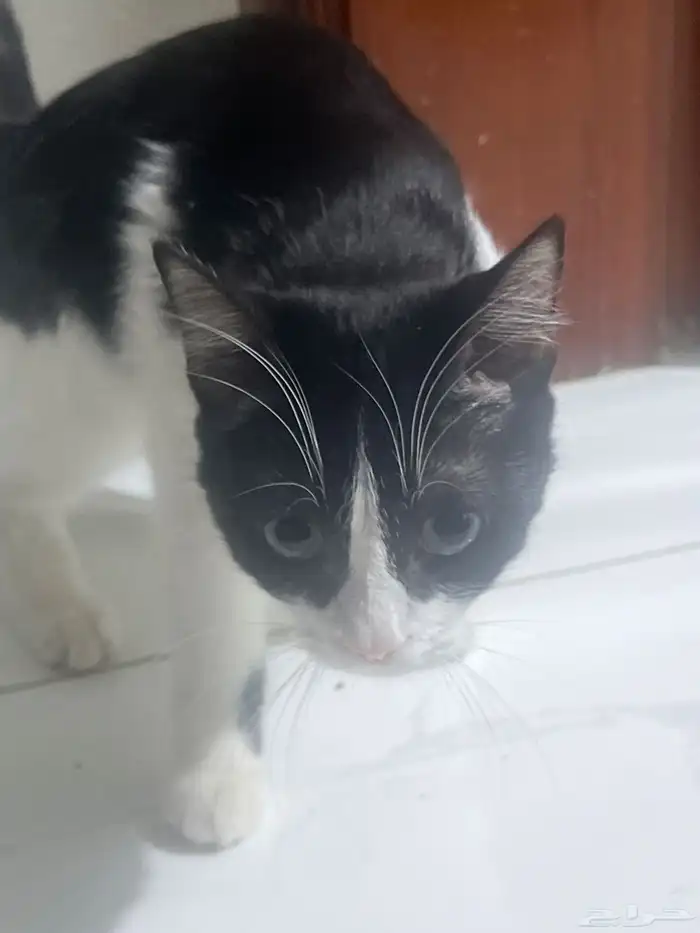 قطط للتبني 1