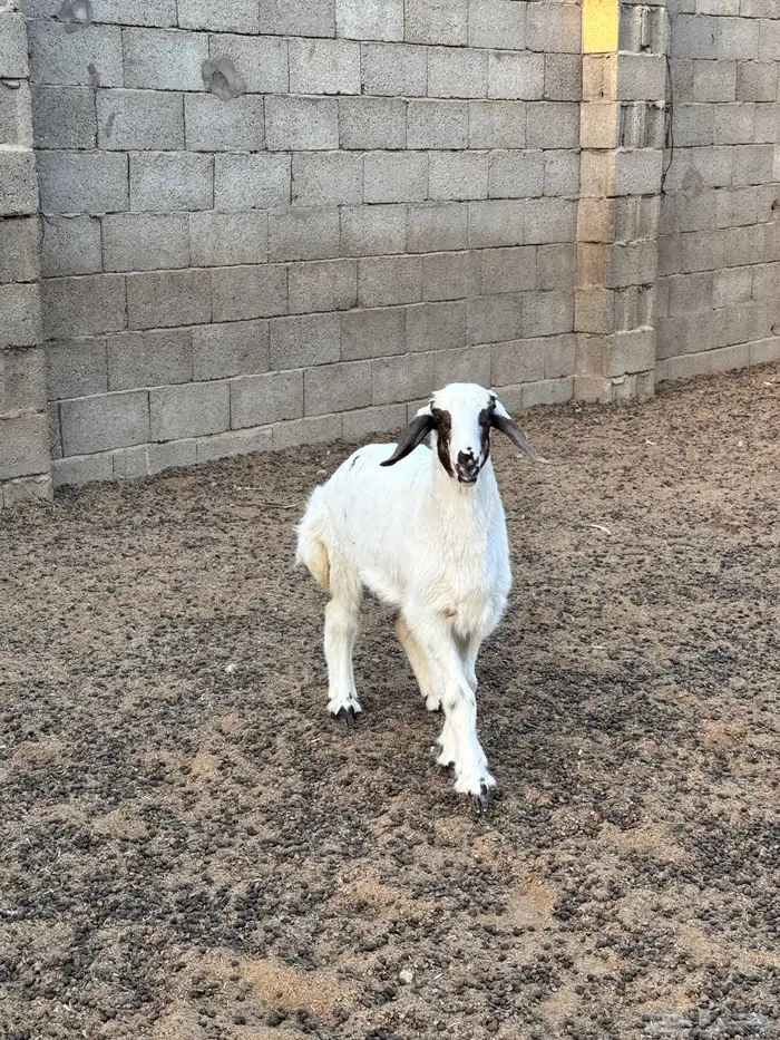 للبيع خروف حري مغلق شحم 2