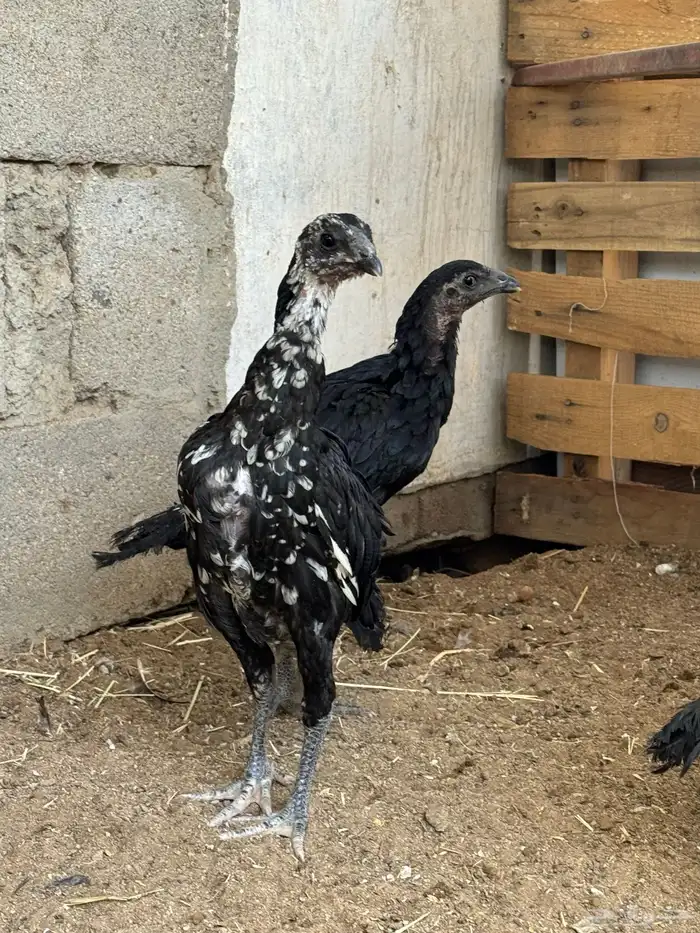 دجاج سندي دجاج تيلندي 0