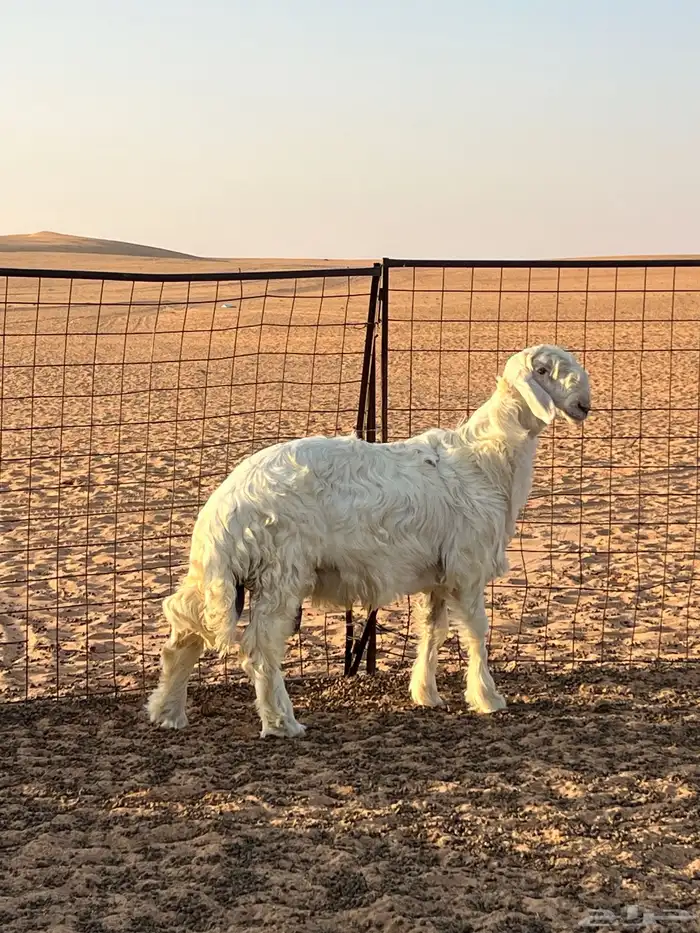 مشروع فحل نجدي للبيع 0