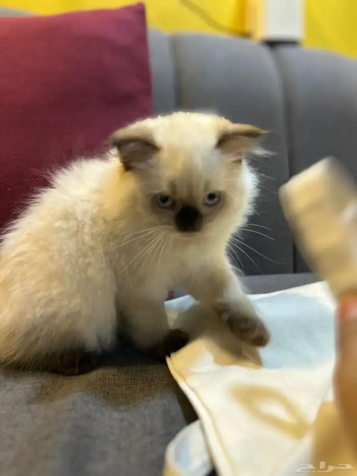 قطوتين للبيع 16