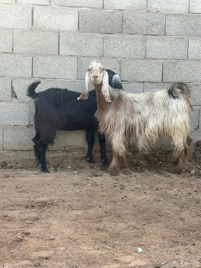 معزا دفيع رباع وجذعه 1