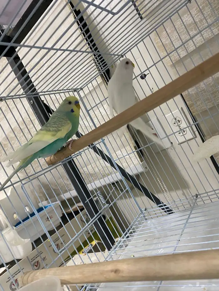 طيور روز وبادجي 4