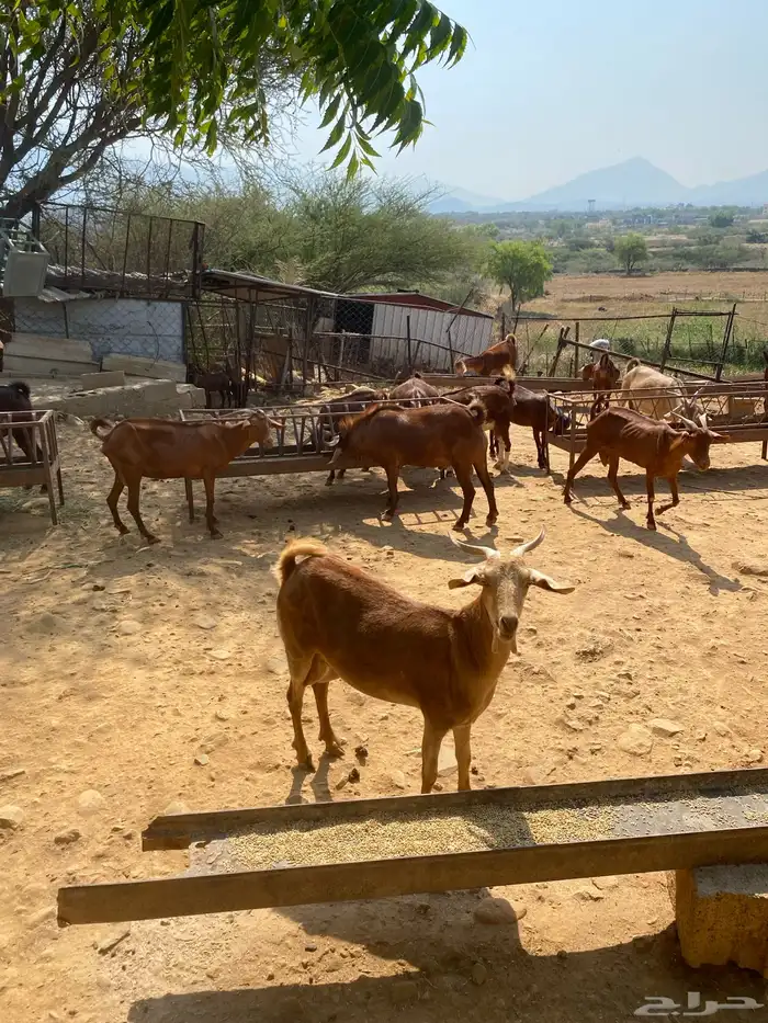 ماعز دفيع مقنى للبيع تم البيع تم البيع تم البيع 0