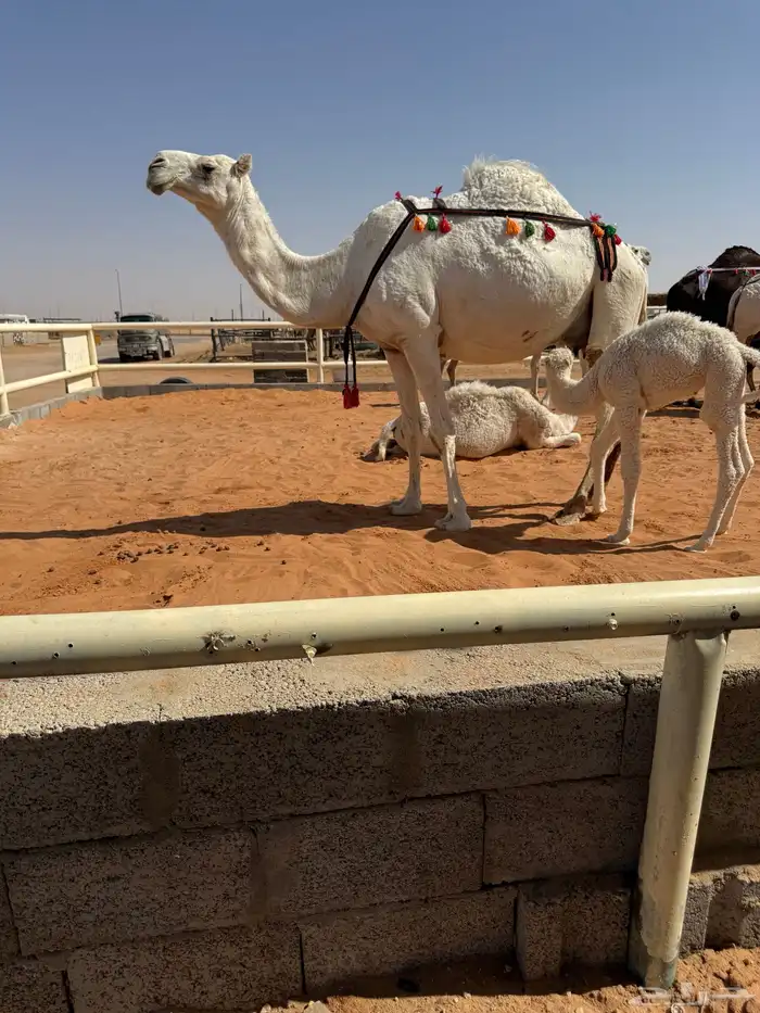 خلفه وضحا مصغر 1