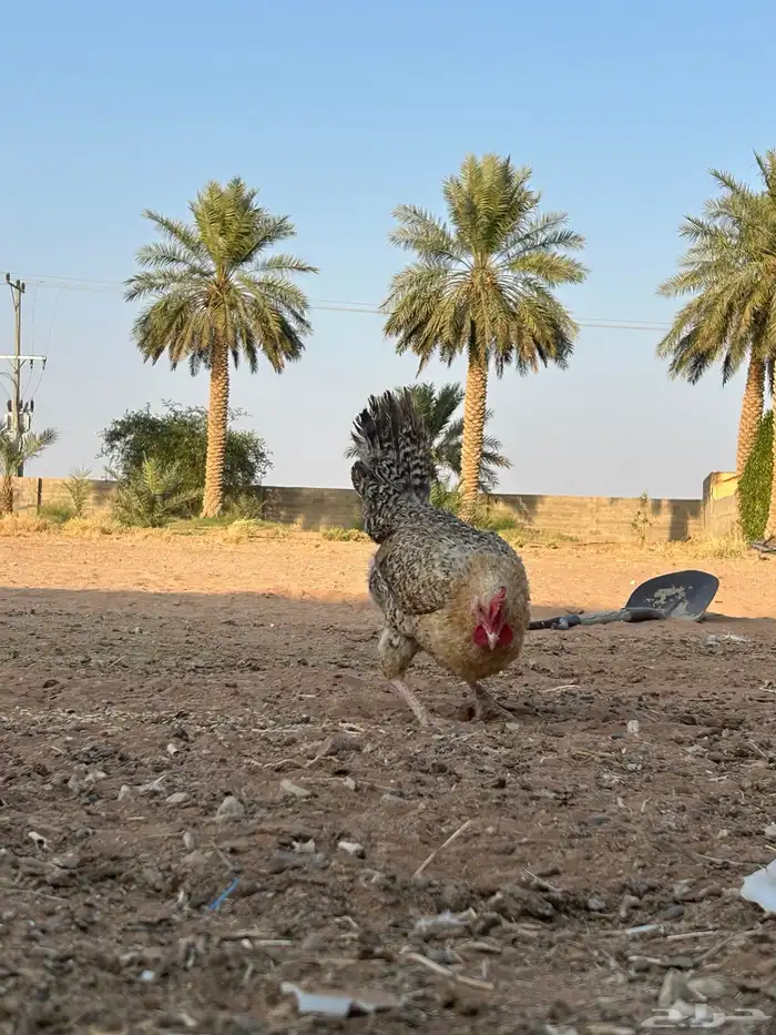 السلام عليكم دجاج بلدي للبيع 2