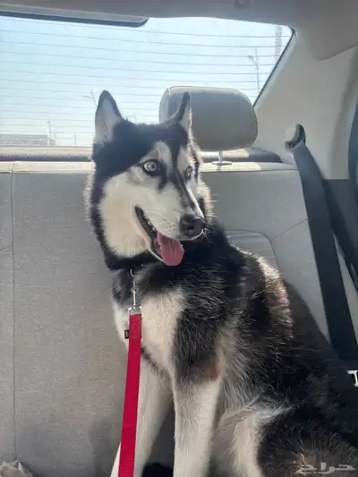 كلب هاسكي index