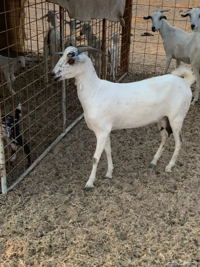 للبيع معزا بيشيات مواليد( تم البيع 3