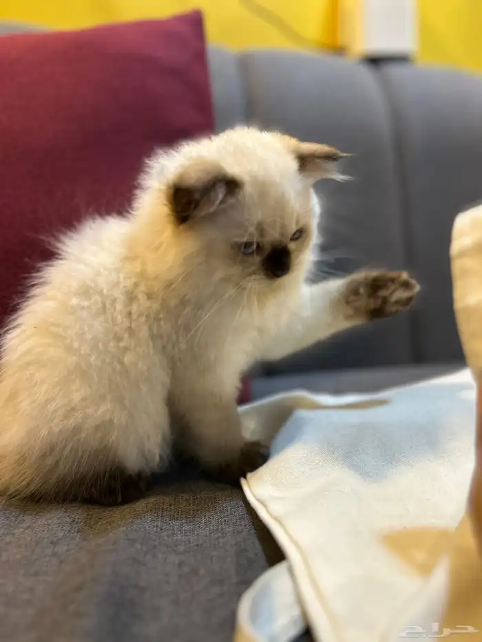 قطوتين للبيع 1