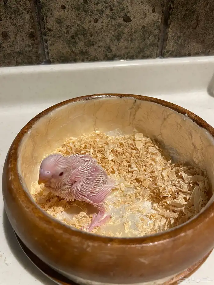 فروخ بادجي 3