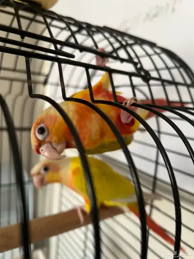 زوج صن شيك index