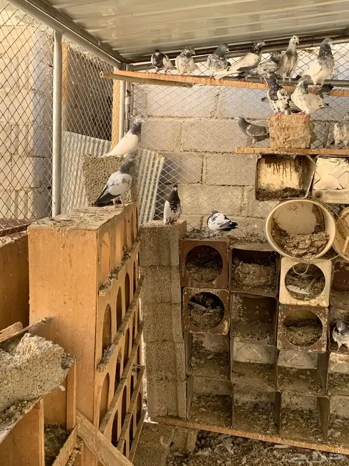 حمام باكستاني للبيع 0